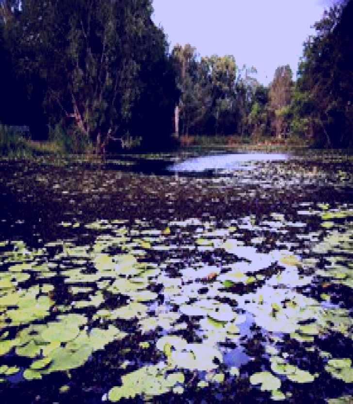 SubjectCoach | Baldwin Swamp Environmental Park