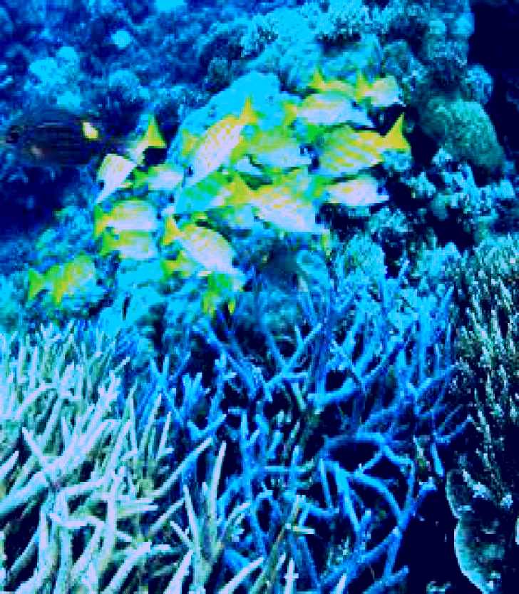 SubjectCoach | Castle Rock Dive Site