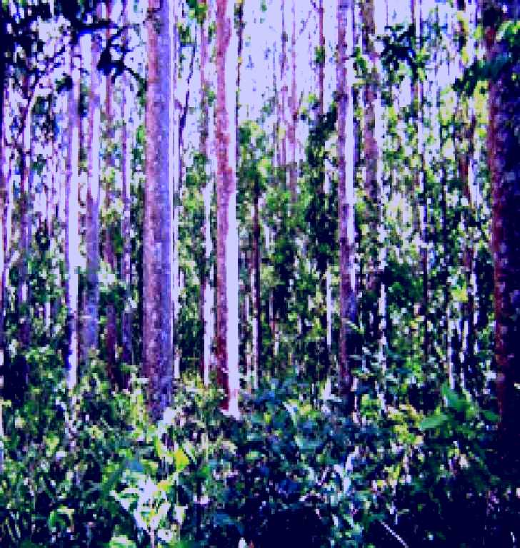 SubjectCoach | Cathu State Forest