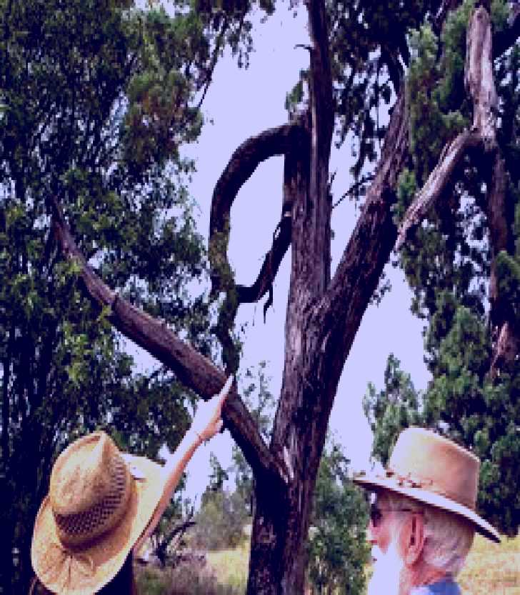 SubjectCoach | Charleville - Outback Native Timber Walk