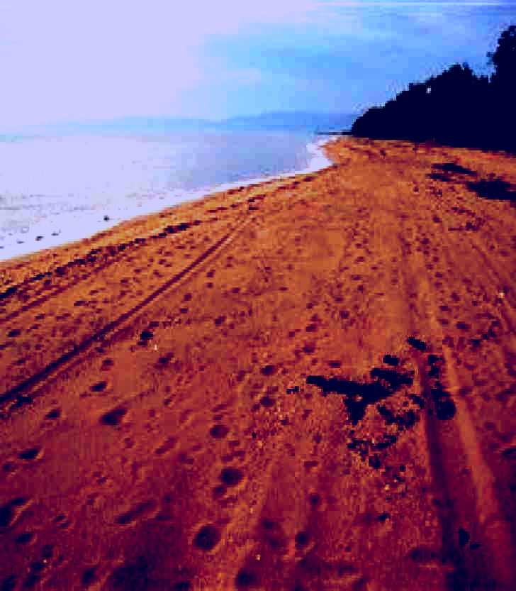 SubjectCoach | Forrest Beach