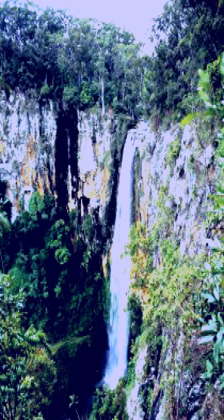 SubjectCoach | Gondwana Rainforests of Australia