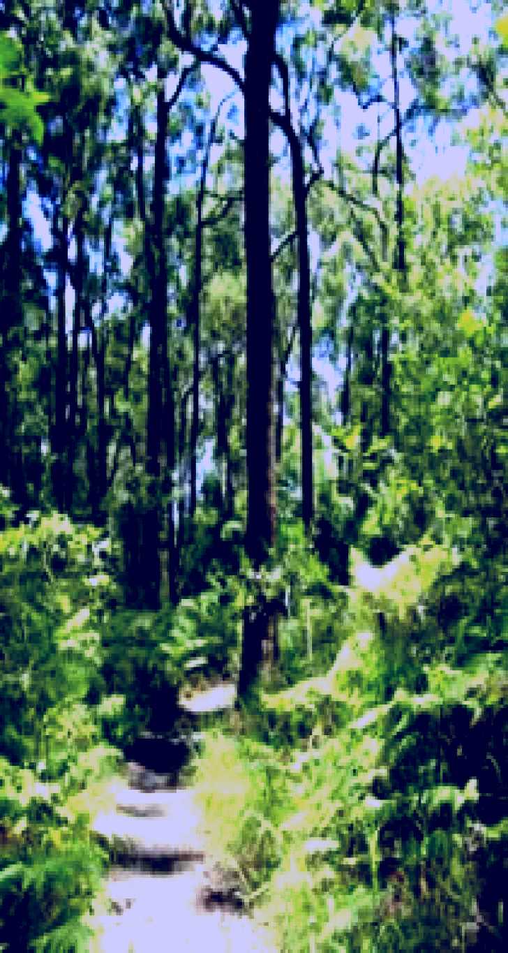 SubjectCoach | Mapleton Falls National Park