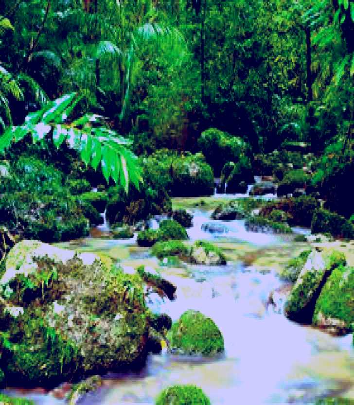 SubjectCoach | Mossman Gorge, Daintree National Park