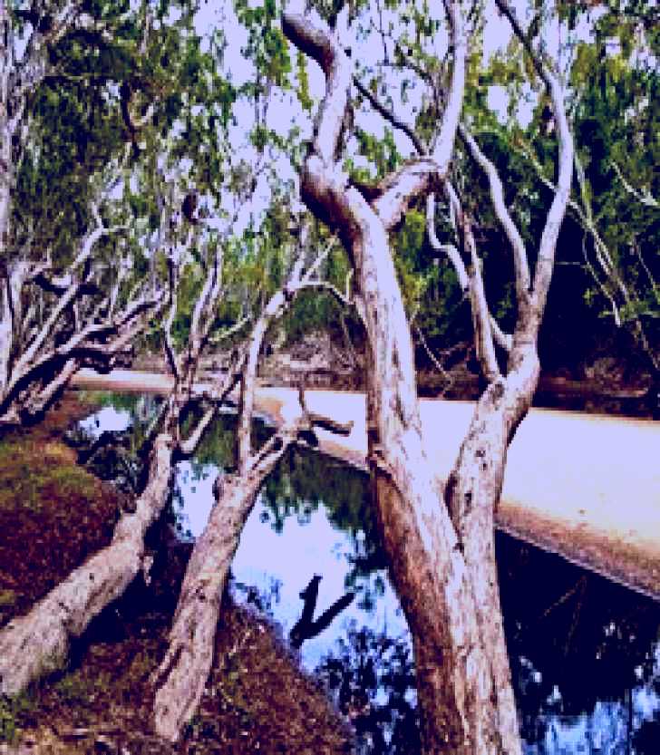 SubjectCoach | Oyala Thumotang National Park (CYPAL)