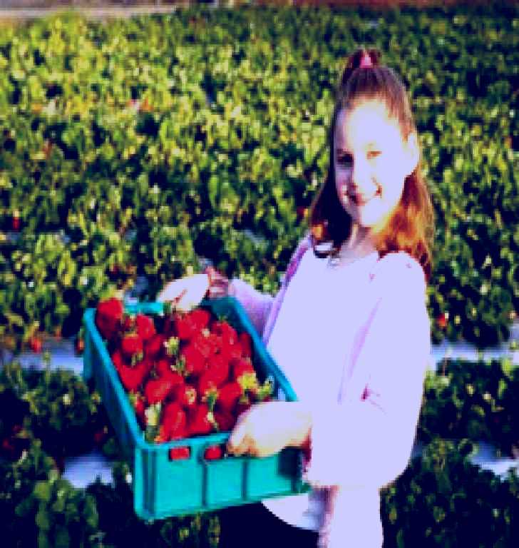 SubjectCoach | Strawberry Fields