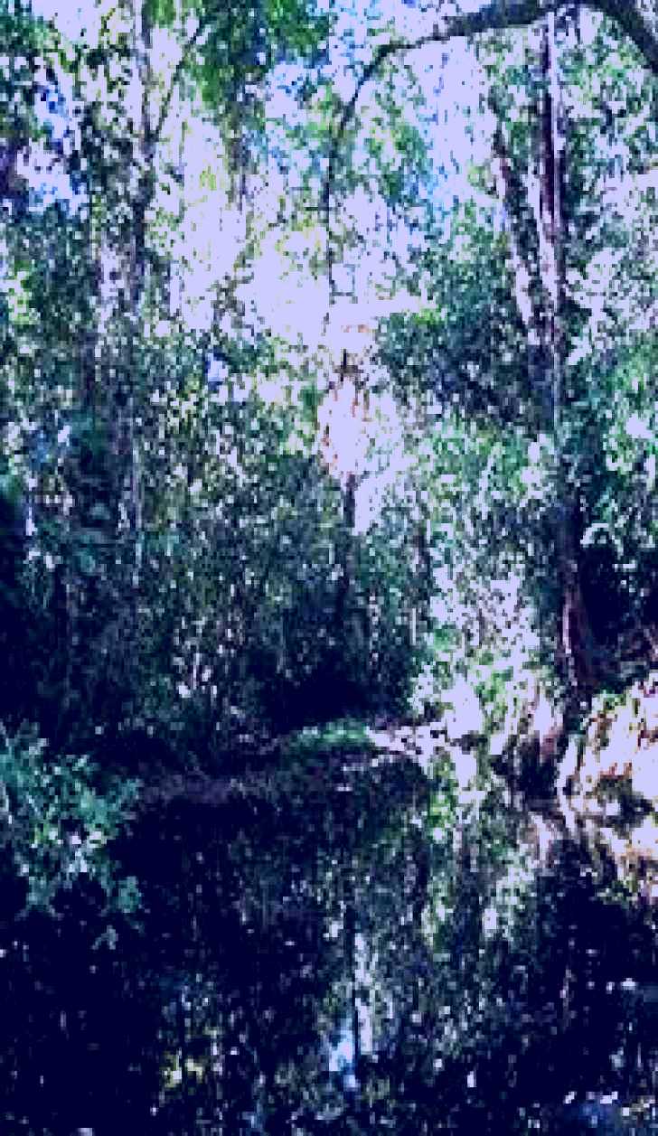 SubjectCoach | Wabunga Wayemba (Charmillan Creek walking track)