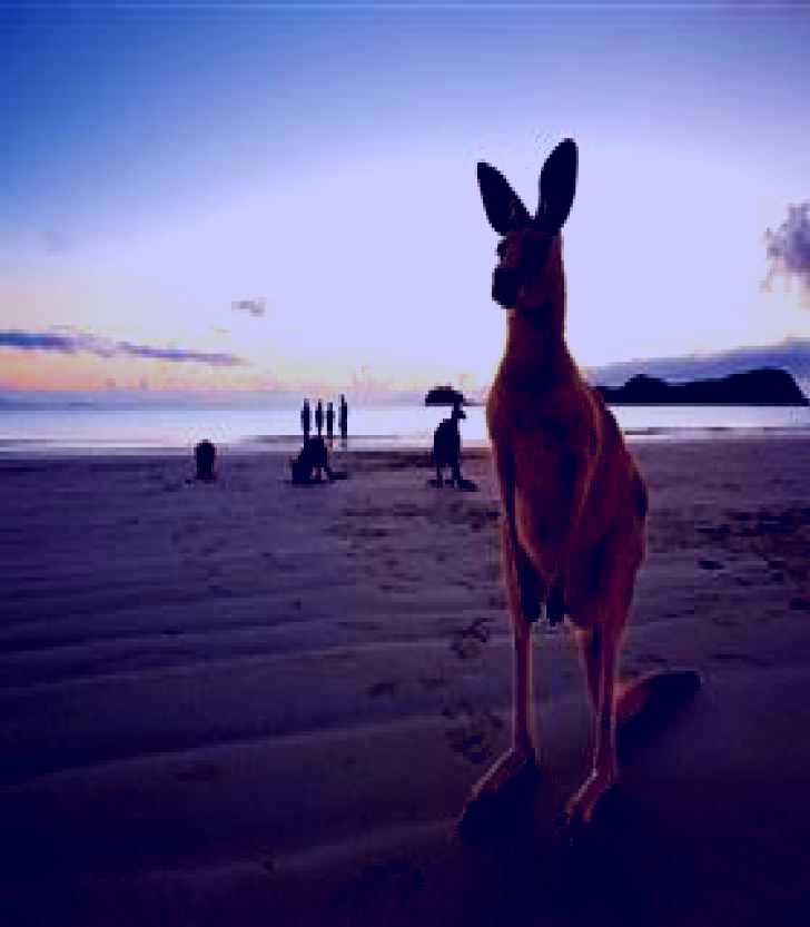SubjectCoach | Wallabies on the Beach at Cape Hillsborough