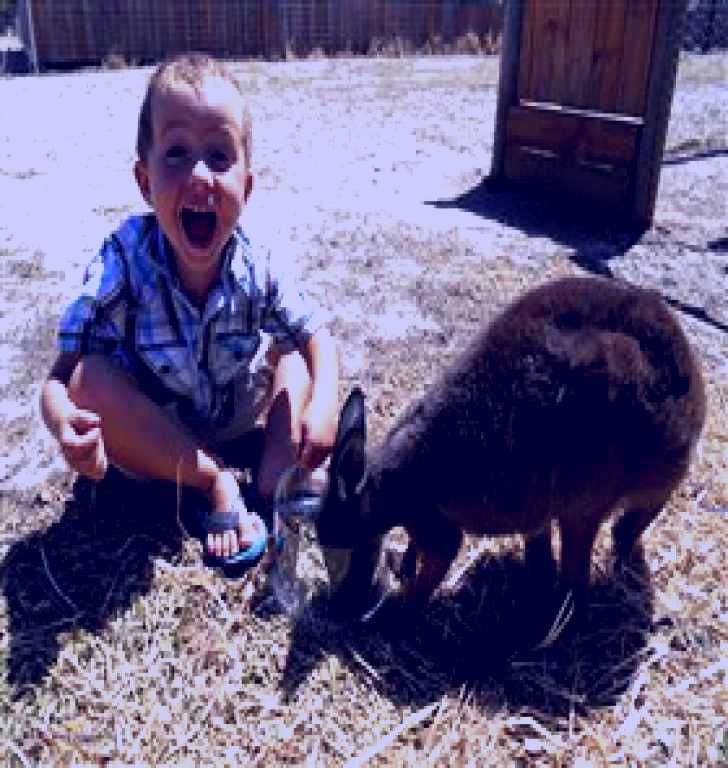 SubjectCoach | Animal Farm Goolwa