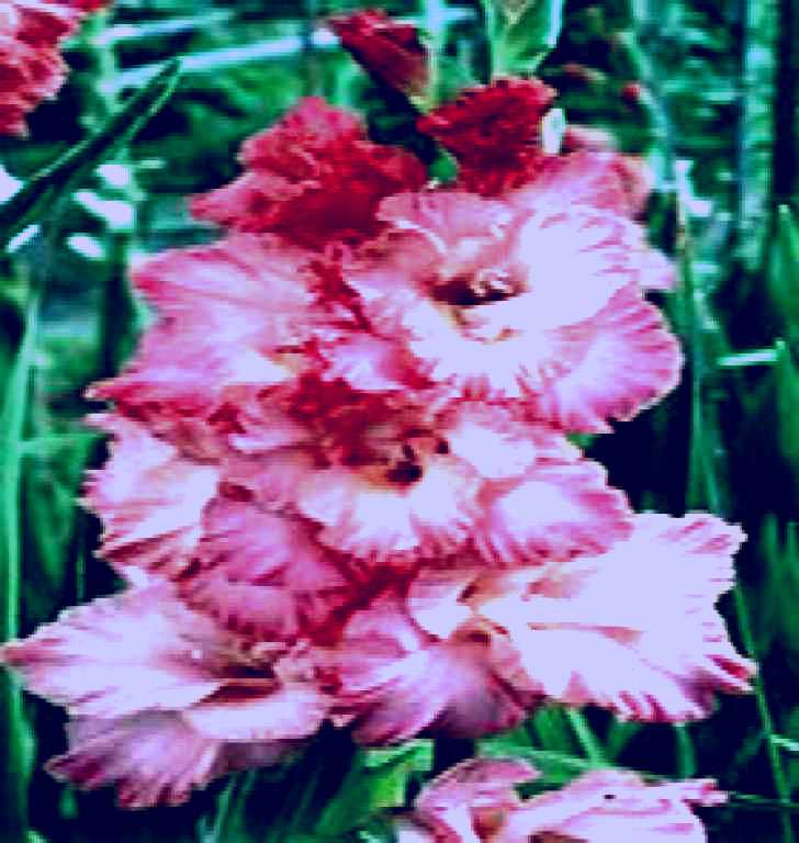 SubjectCoach | Coolangatta Cut Flowers