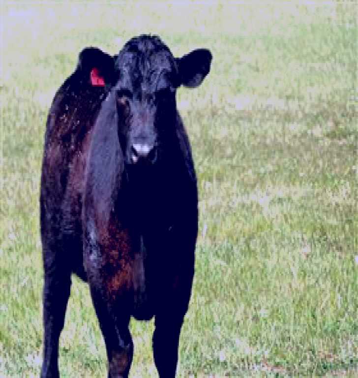 SubjectCoach | Denham Farm Beef and Lamb