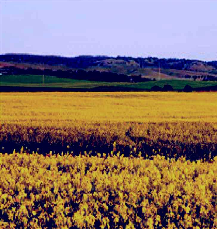 SubjectCoach | Lomandra Walking Trail