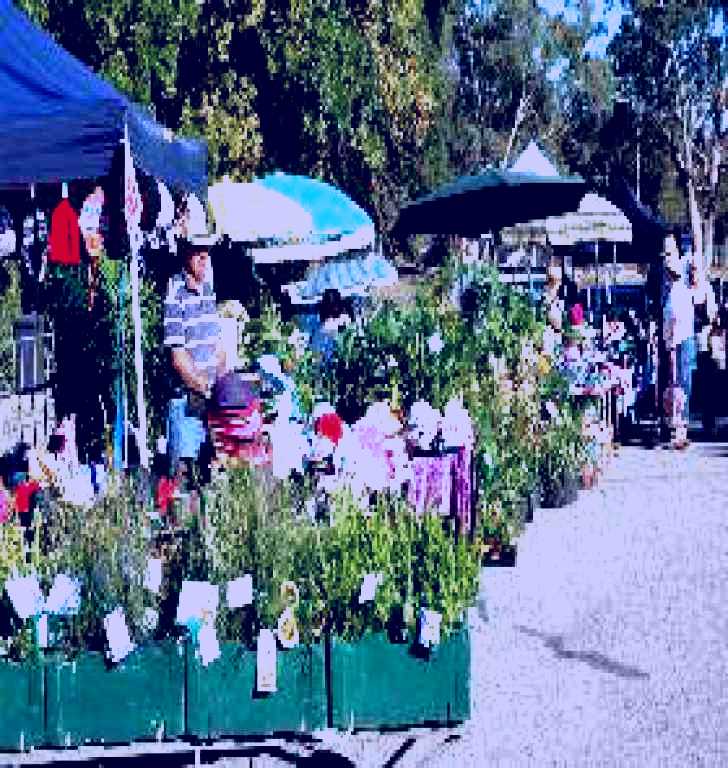 SubjectCoach | Meadows Monthly Market