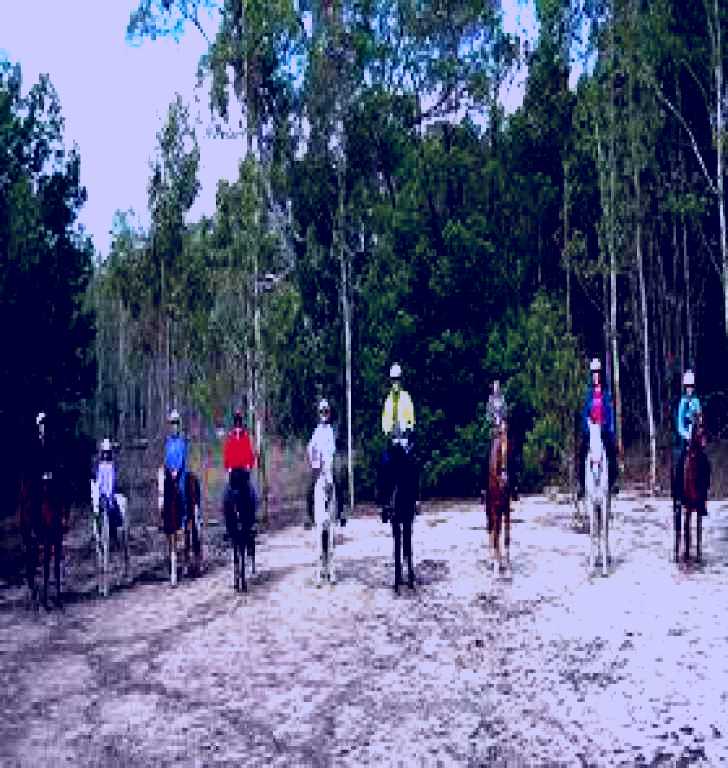 SubjectCoach | Penola Forest Arboretum Trail