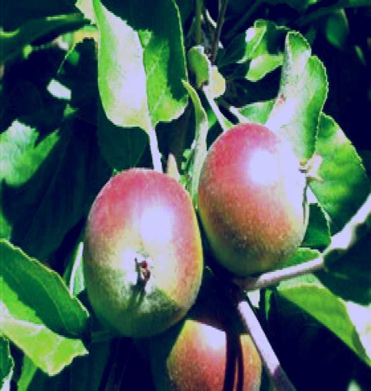 SubjectCoach | Sage Cooking School