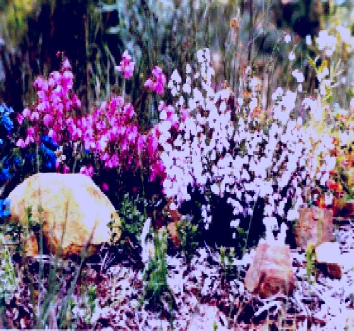 SubjectCoach | Stokes Bay Bush Garden