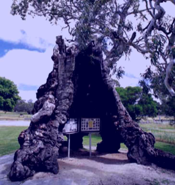 SubjectCoach | The Herbig Family Tree