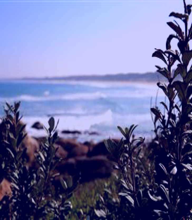 SubjectCoach | Cape Conran Coastal Park