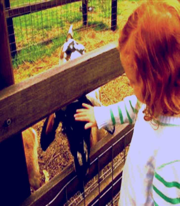 SubjectCoach | Collingwood Children's Farm