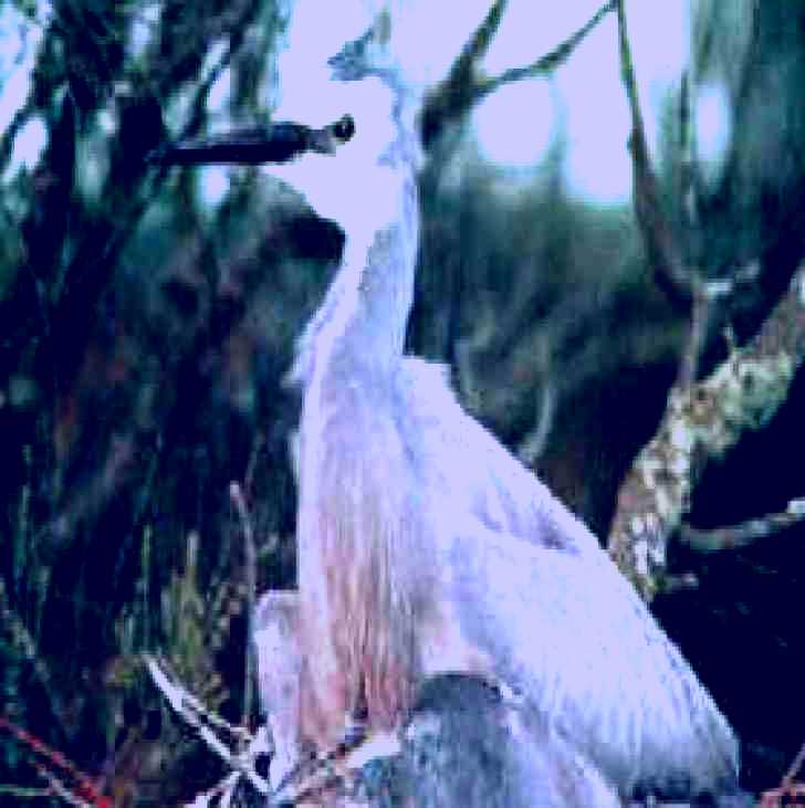 SubjectCoach | Jack Smith Lake State Game Reserve