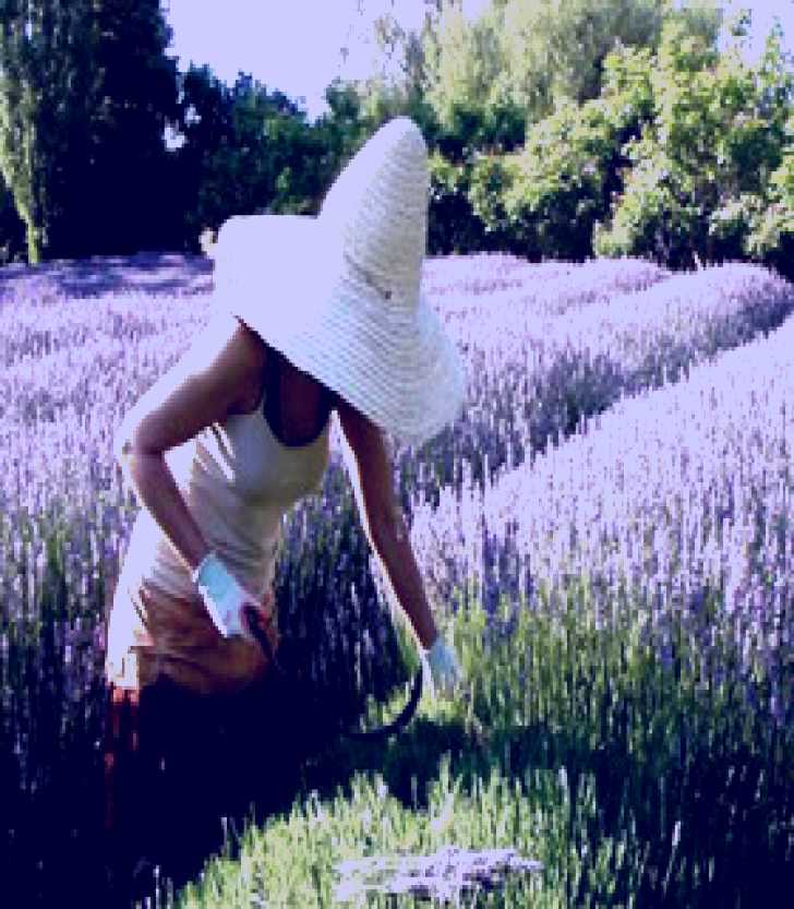 SubjectCoach | Lavandula Swiss/Italian Farm