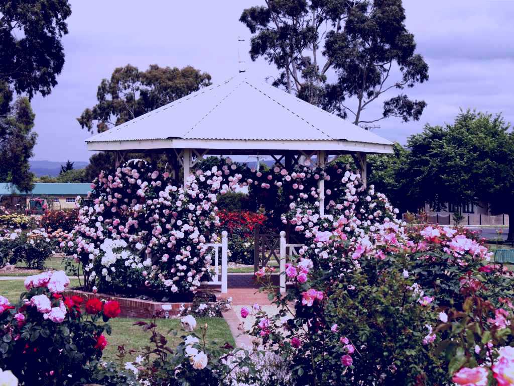 SubjectCoach | Morwell Centenary Rose Garden