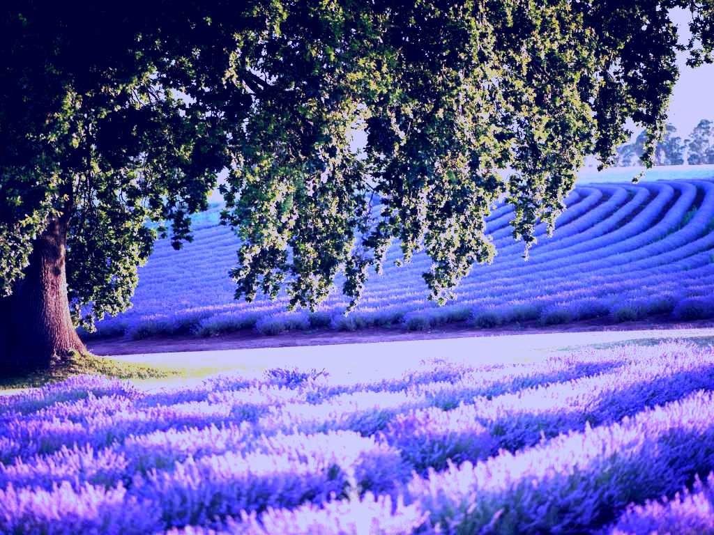 SubjectCoach | Bridestowe Lavender Estate