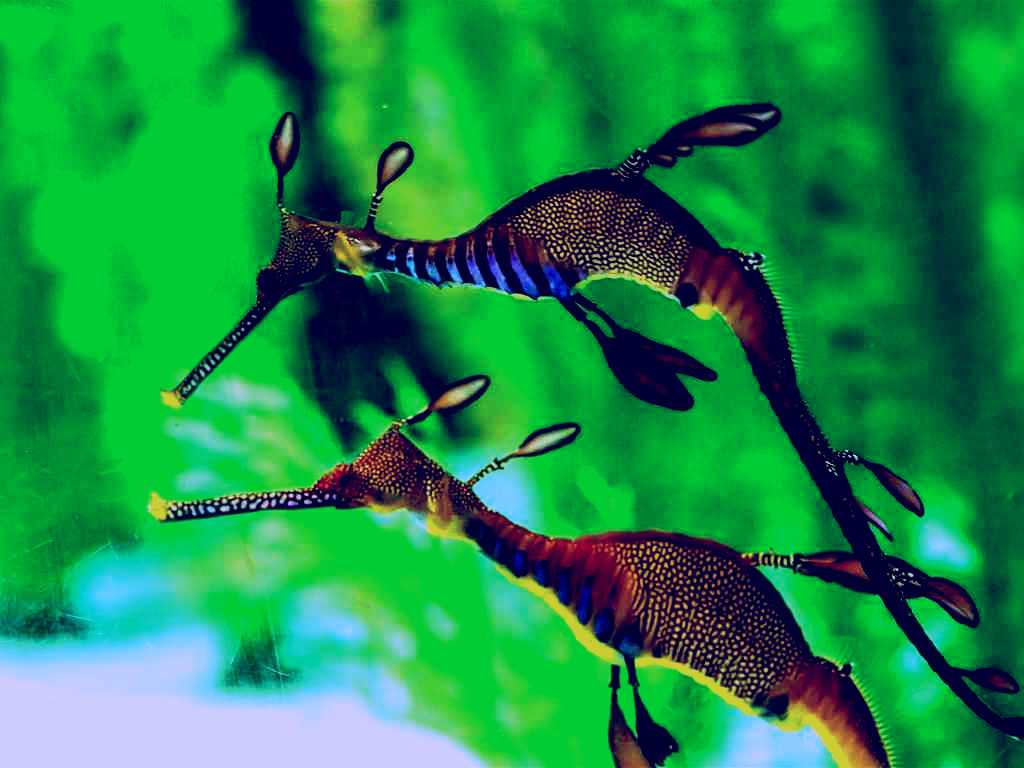 SubjectCoach | Seahorse World