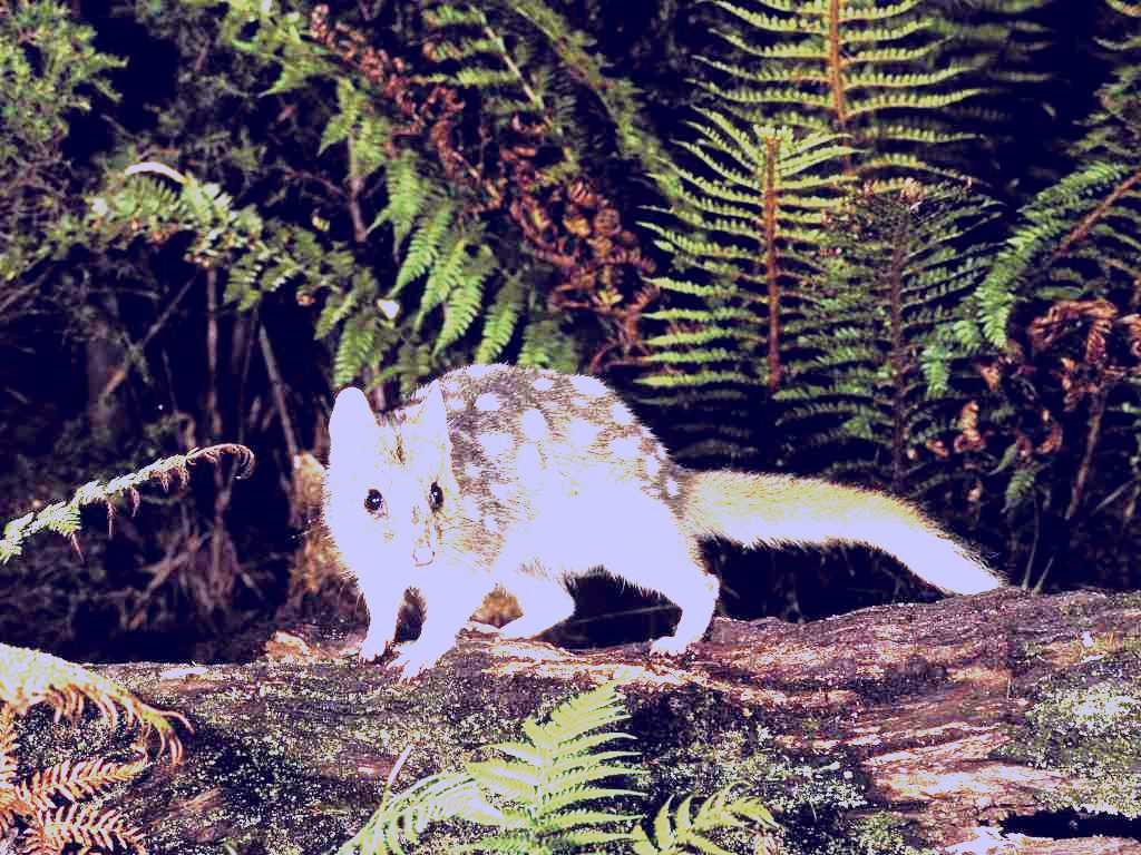 SubjectCoach | Tarkine Forest Reserve