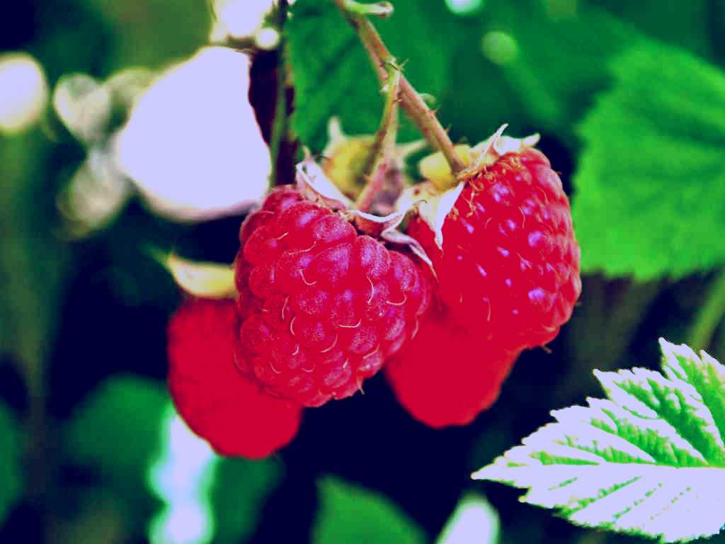 SubjectCoach | Westerway Raspberry Farm