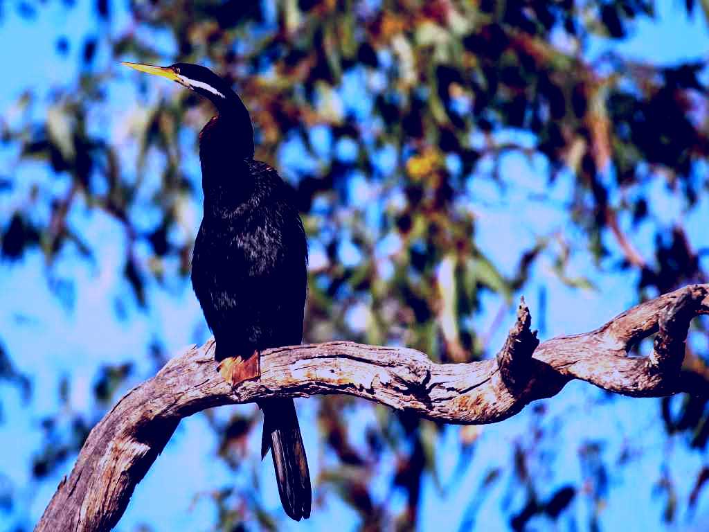 SubjectCoach | Greenough River Nature Trail