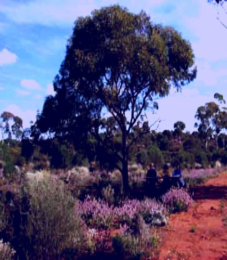 SubjectCoach | Karlkurla Bushland Park Image 1