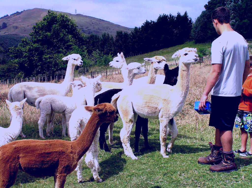 SubjectCoach | MartinA lifestyle Alpacas