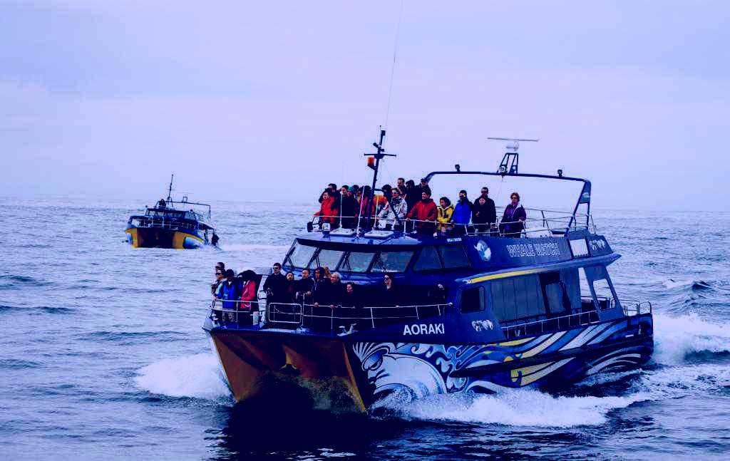 SubjectCoach | Whale Watch Kaikoura Ltd Image 1