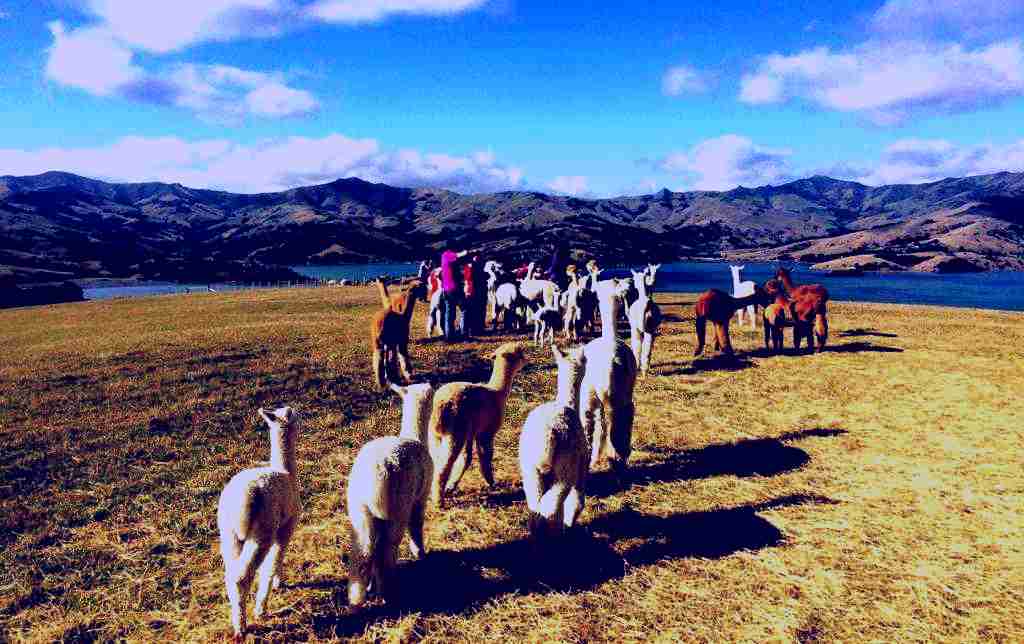 SubjectCoach | Shamarra Alpaca Farm Tours Akaroa