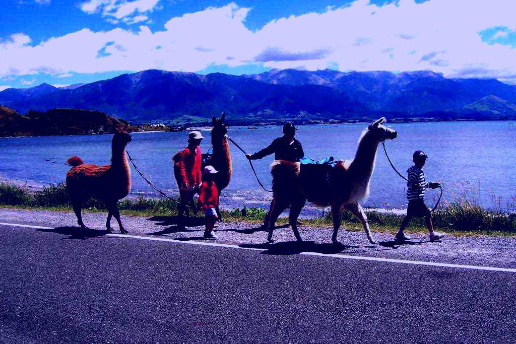 SubjectCoach | Llama Trekking - top ten in the world