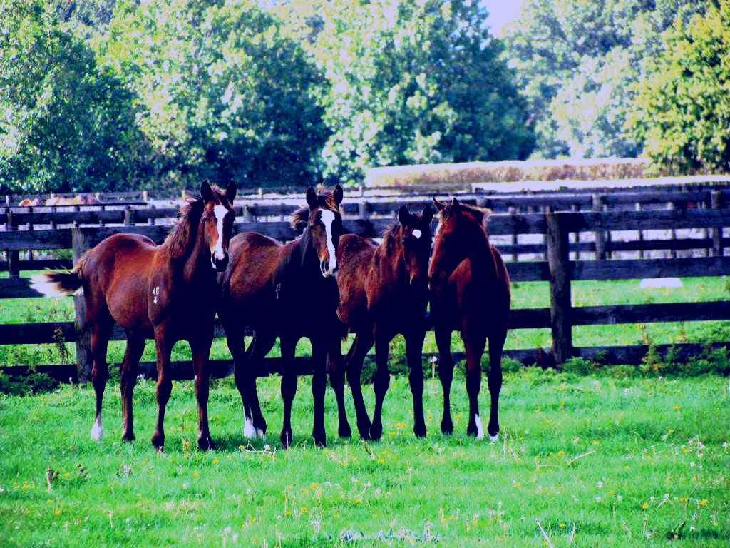 SubjectCoach | Waikato Thoroughbred Stud Tours