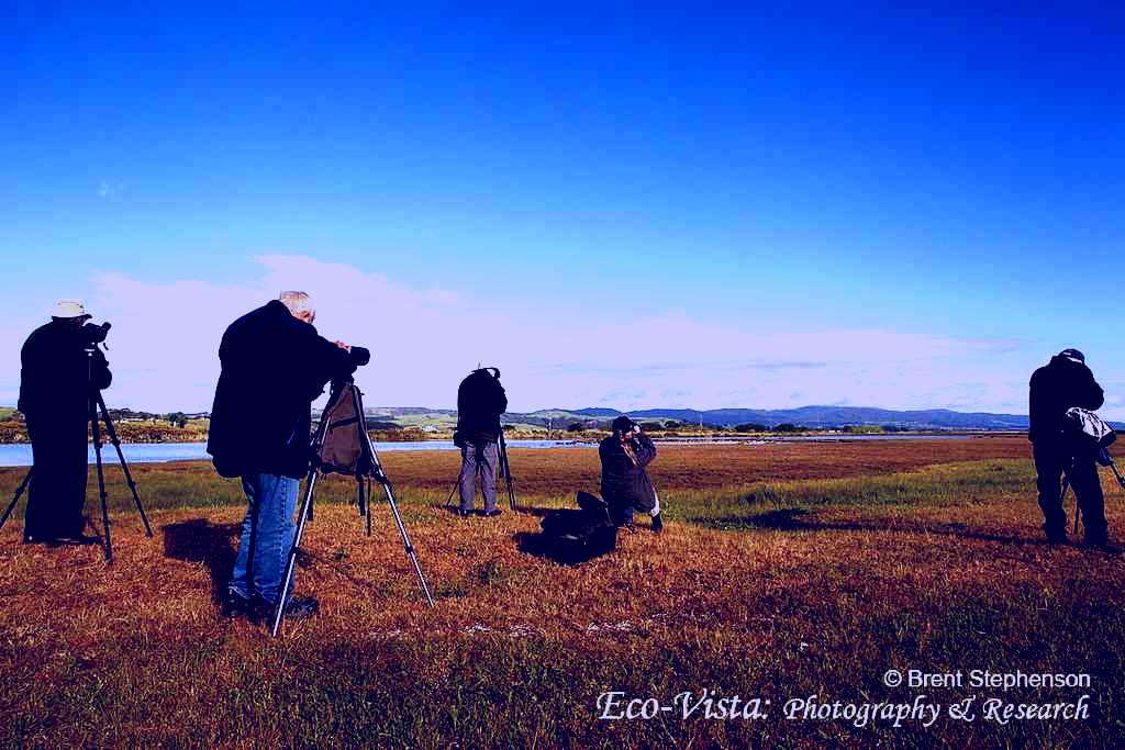 SubjectCoach | Wrybill Birding Tours, NZ