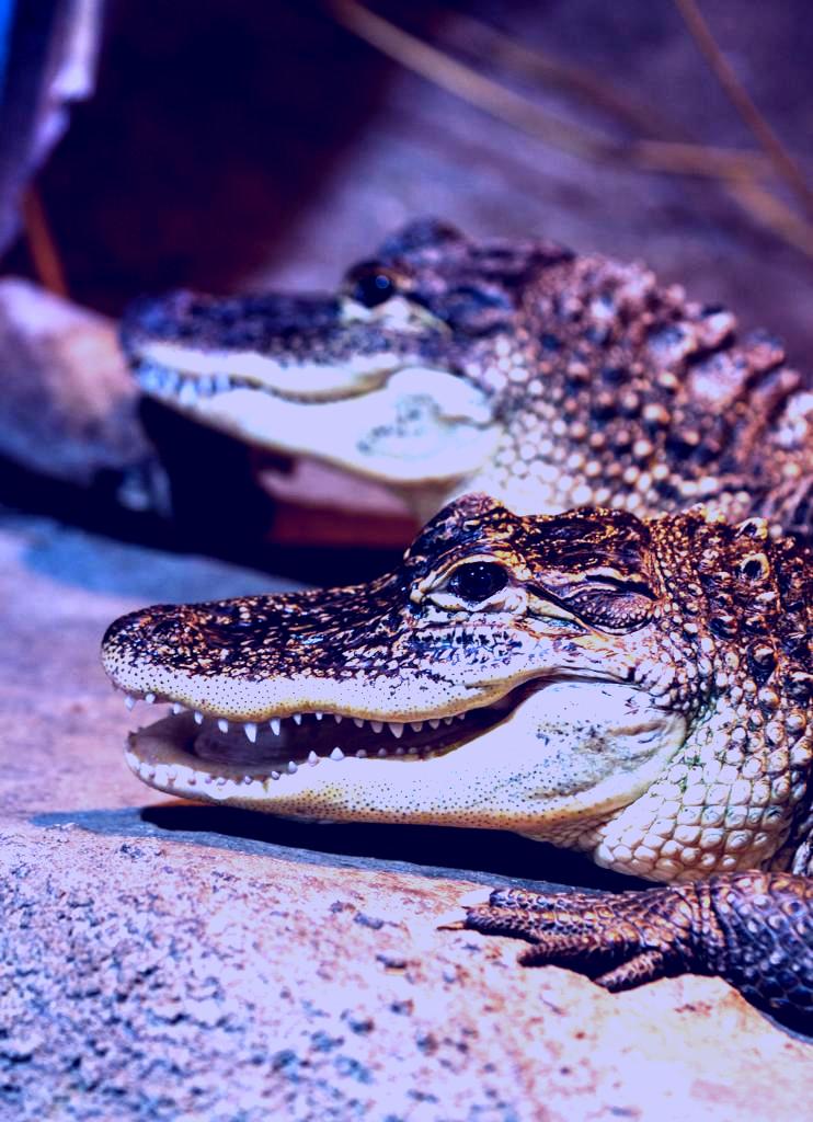 SubjectCoach | The National Aquarium of New Zealand