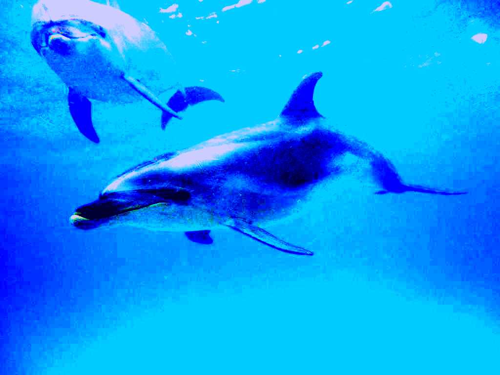 SubjectCoach | Explore Group - Swim with the Dolphins