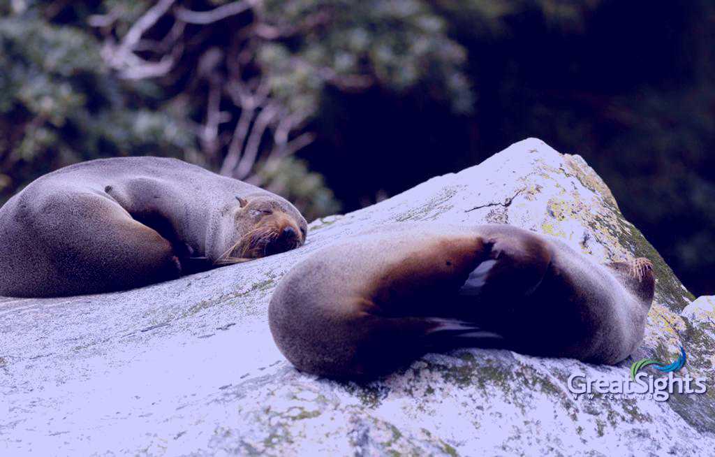 SubjectCoach | Milford Sound Day Tour - From Queenstown