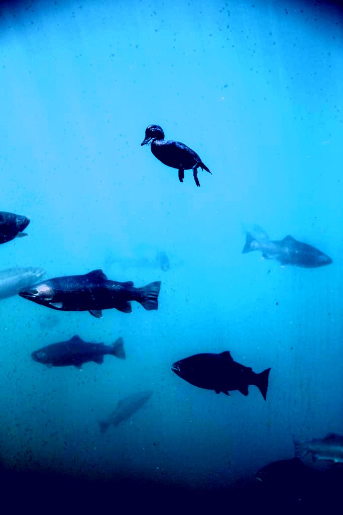 SubjectCoach | Queenstown Underwater Observatory Image 1