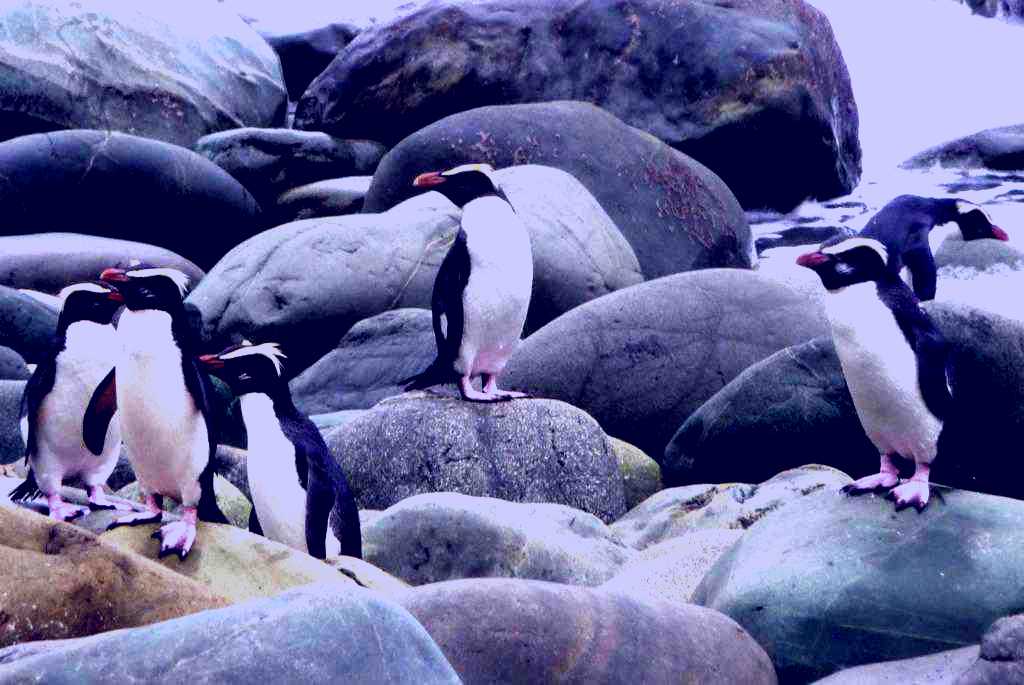 SubjectCoach | Penguin viewing from Queenstown with Adventure Walks