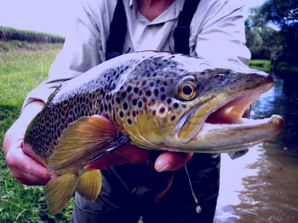 SubjectCoach | Fly Fish Mataura