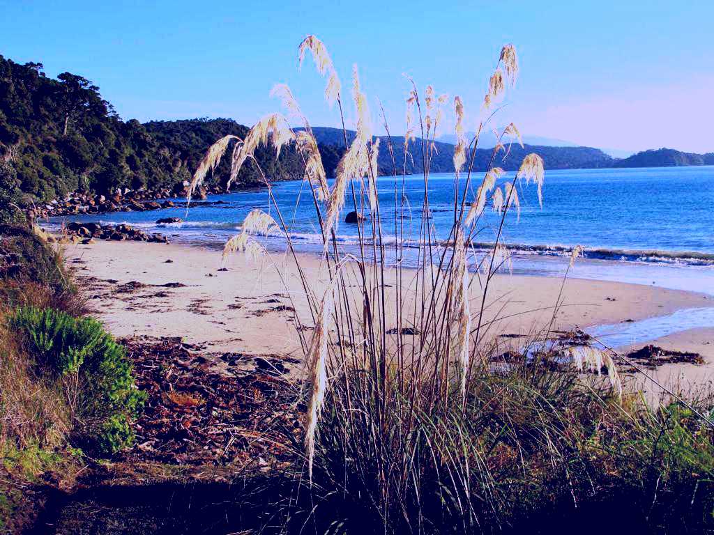 SubjectCoach | Island Culture Scenic Road Tour, Stewart Island