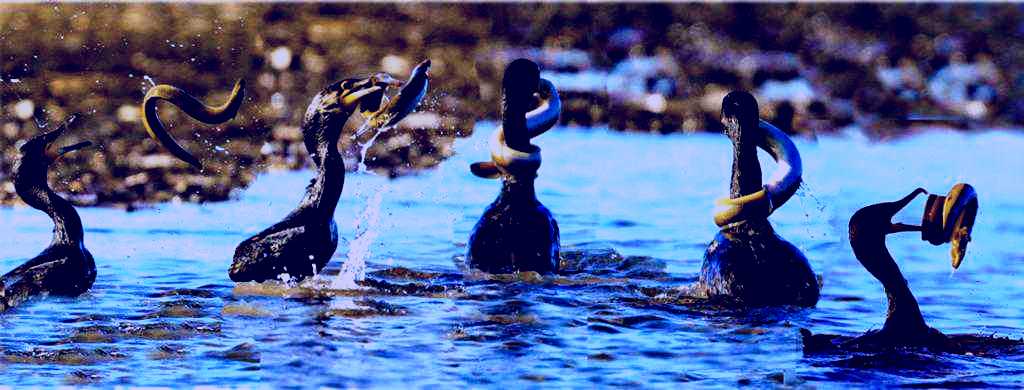 SubjectCoach | Waikanae Estuary Bird Tours