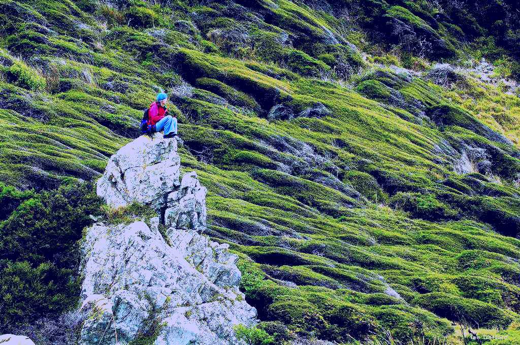 SubjectCoach | Kapiti Island Nature Tours