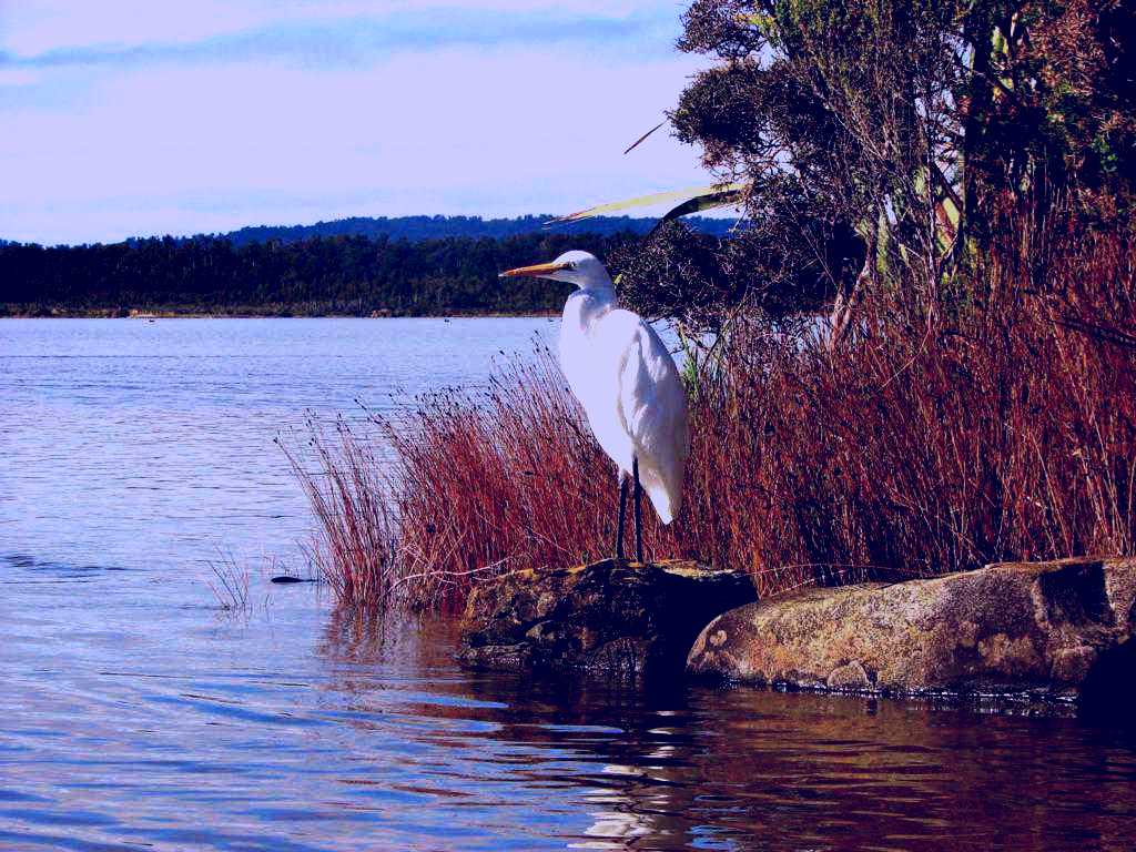 SubjectCoach | Okarito Nature Tours